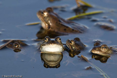 Grasfrosch  - Zum Vergroessern klicken!